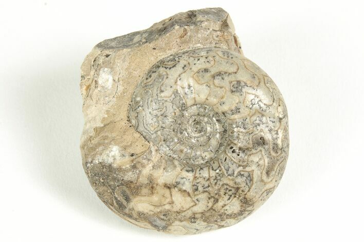 Permian Ammonite (Uraloceras) Fossil - Russia #207466